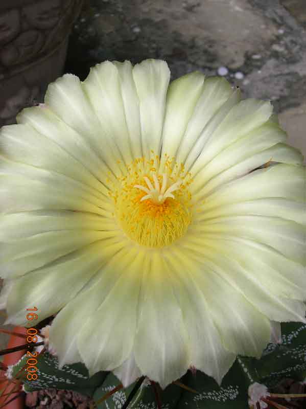 Astrophytum ornatum 