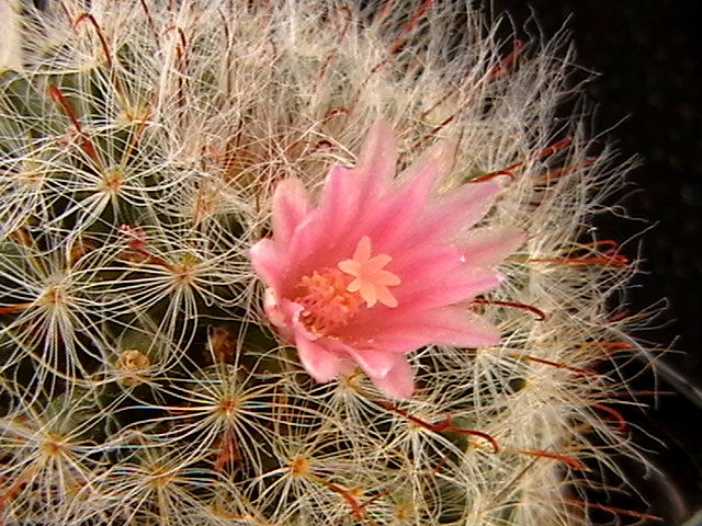 Mammillaria bocasana 