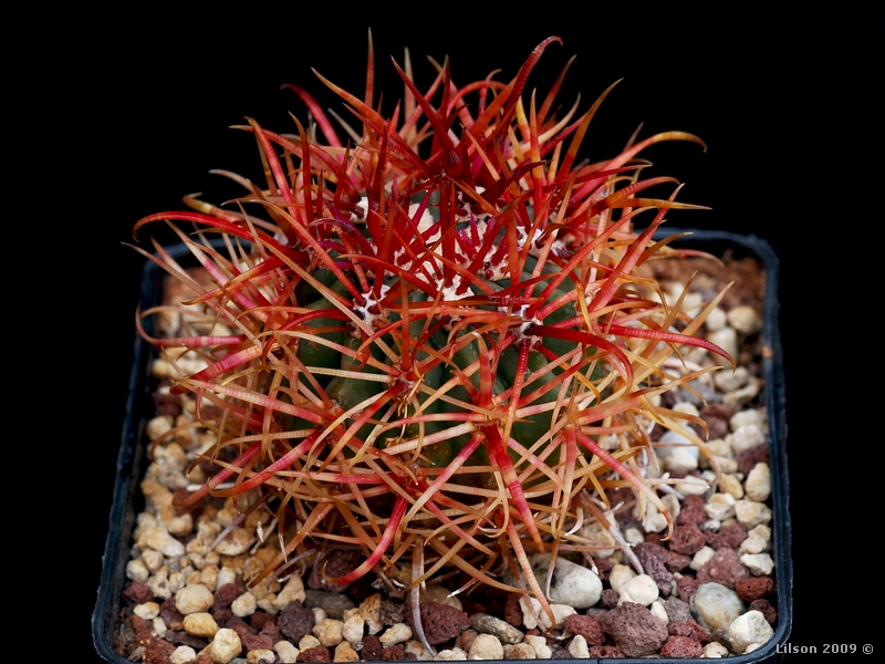 Ferocactus chrysacanthus f. rubrispinus 