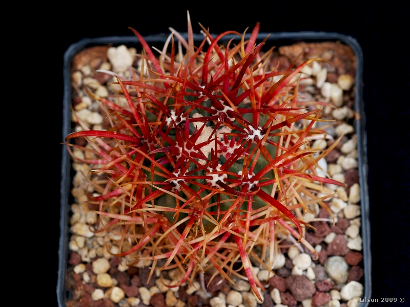 Ferocactus chrysacanthus f. rubrispinus 