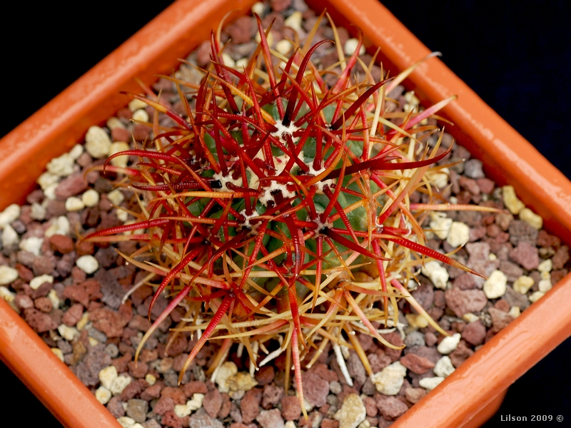 Ferocactus chrysacanthus f. rubrispinus 