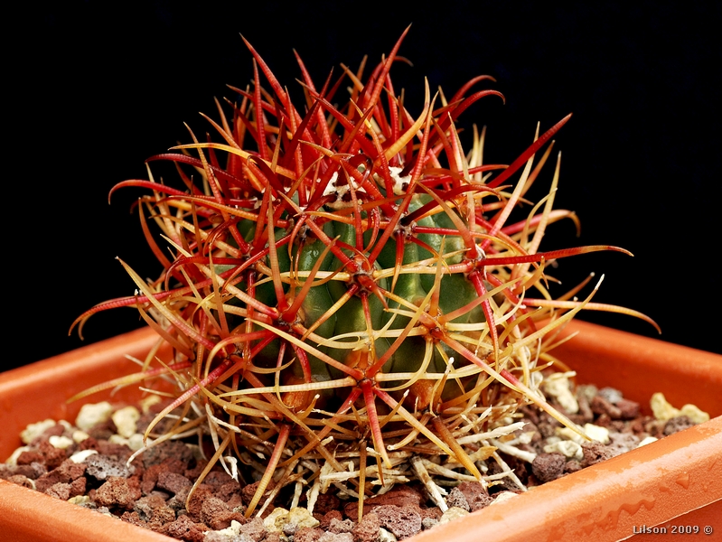 Ferocactus chrysacanthus f. rubrispinus 