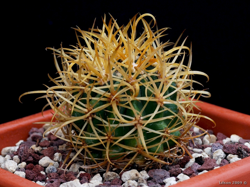 Ferocactus chrysacanthus 