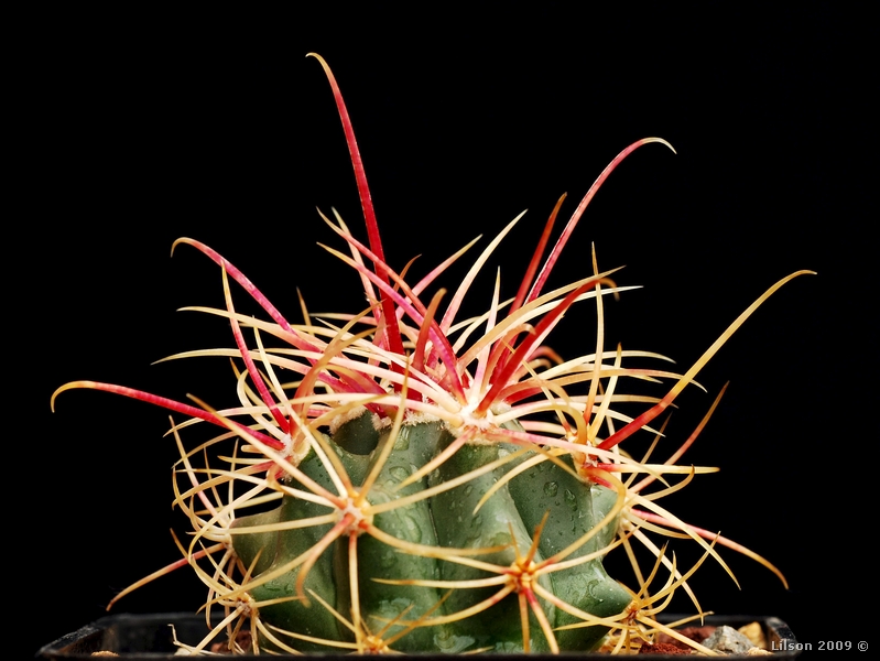 Ferocactus cylindraceus ssp. eastwoodiae 