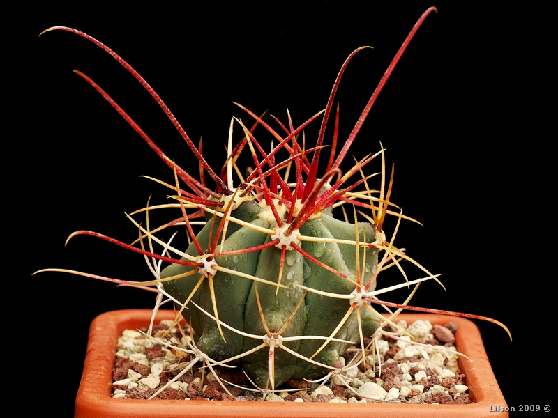 Ferocactus emoryi ssp. rectispinus 