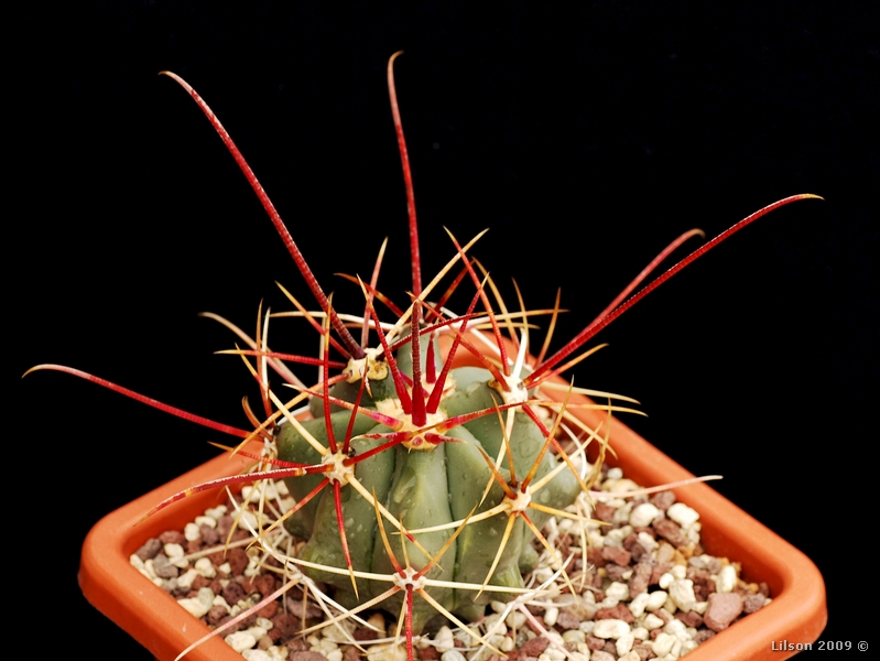 Ferocactus emoryi ssp. rectispinus 