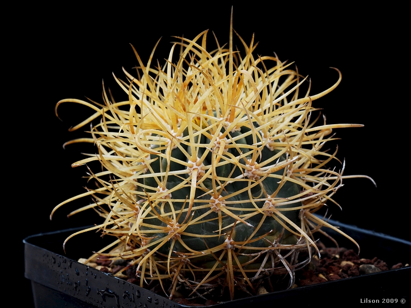 Ferocactus chrysacanthus 