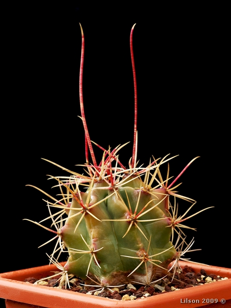 Ferocactus emoryi ssp. rectispinus 