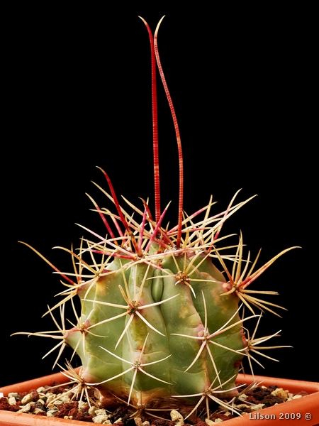 Ferocactus emoryi ssp. rectispinus 