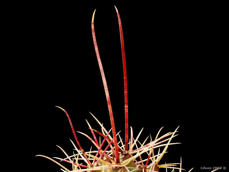 Ferocactus emoryi ssp. rectispinus 