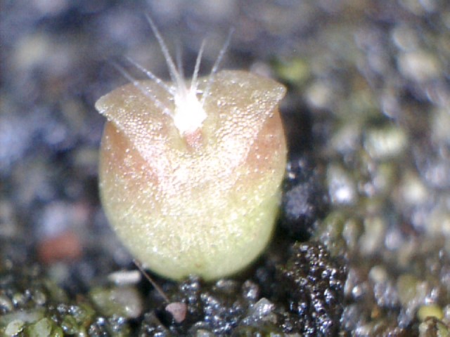 echinopsis pachanoi