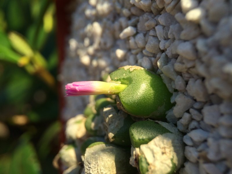 Conophytum ectypum 