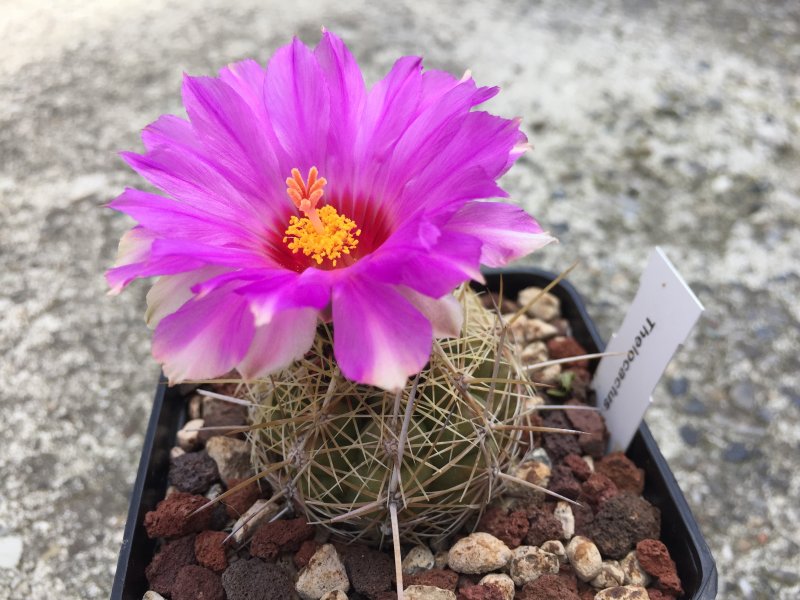 Thelocactus bicolor 