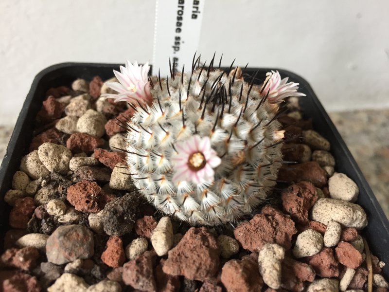 Mammillaria perezdelarosae ssp. andersoniana 