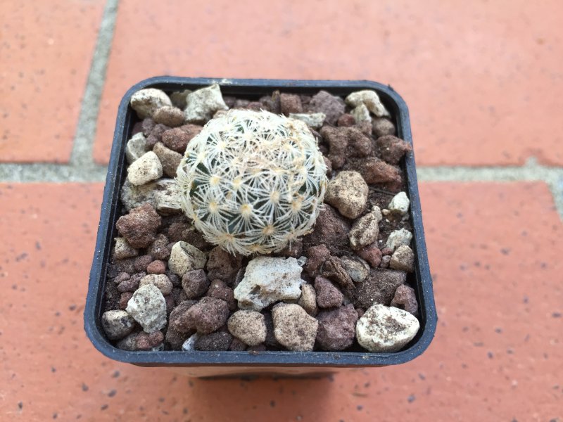 Mammillaria roemeri 