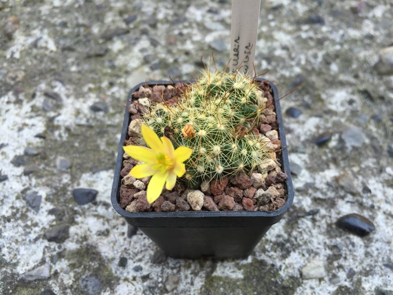 Mammillaria surculosa 