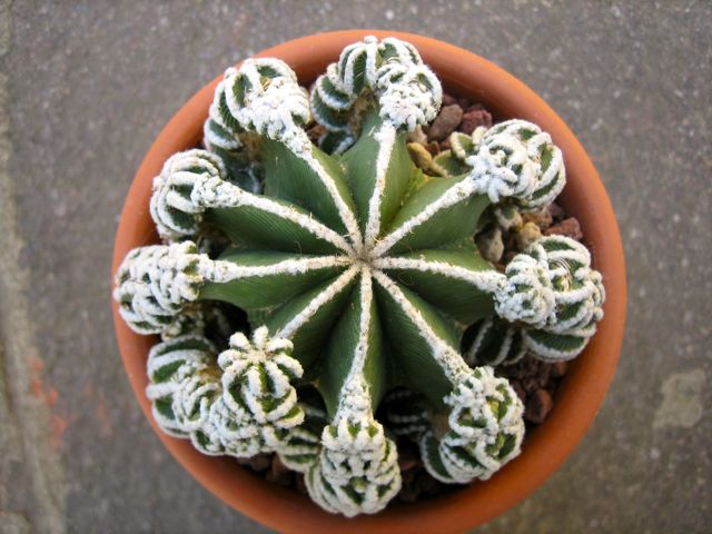 Aztekium hintonii 