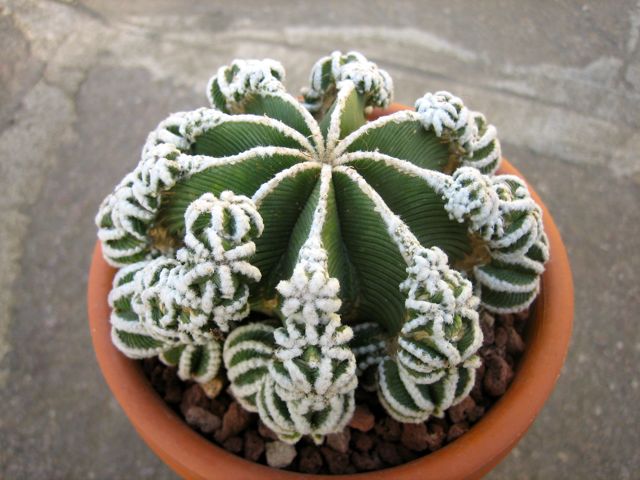 Aztekium hintonii 