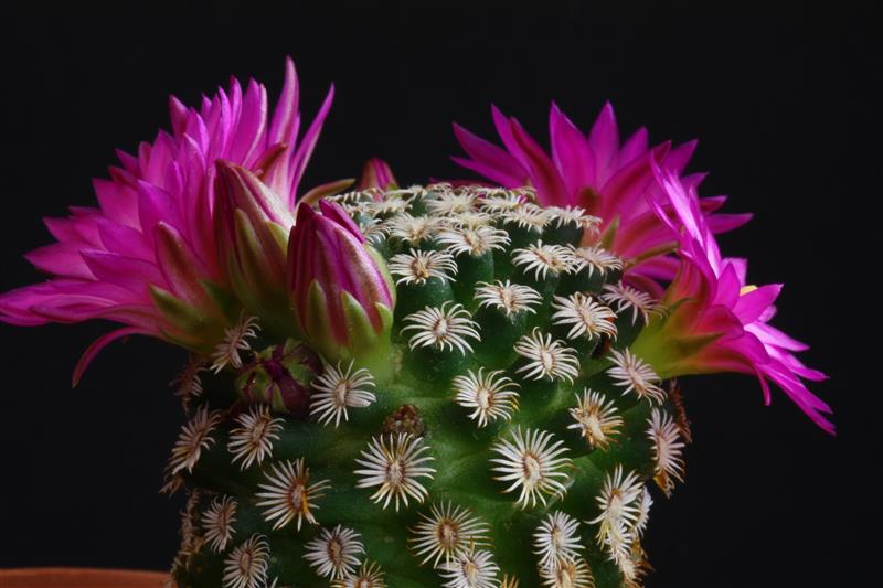 Mammillaria hernandezii 