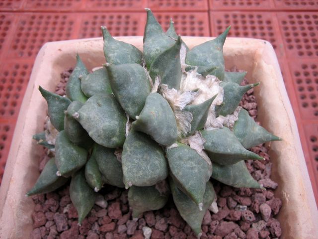 Ariocarpus retusus v. furfuraceus 