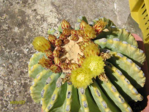 Ferocactus glaucescens v. inermis 