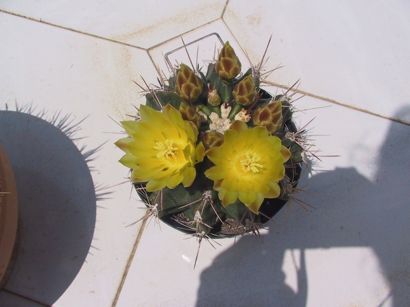 Ferocactus hamatacanthus cv. inermis 