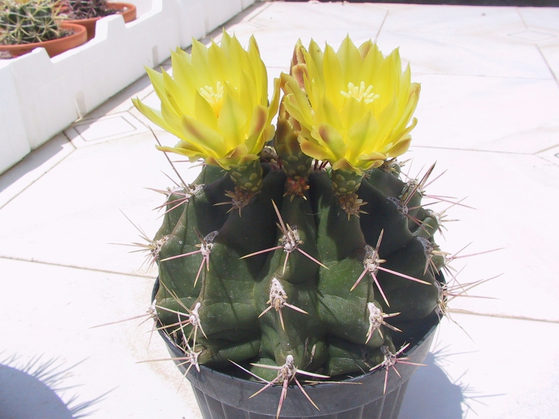 Ferocactus hamatacanthus cv. inermis 