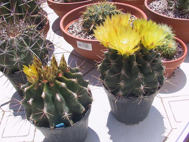 Ferocactus hamatacanthus cv. inermis 