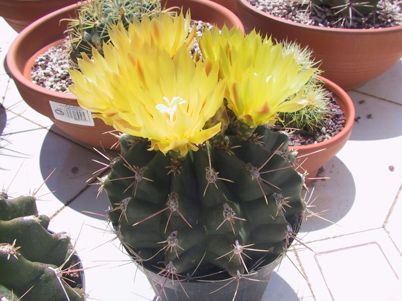 Ferocactus hamatacanthus cv. inermis 