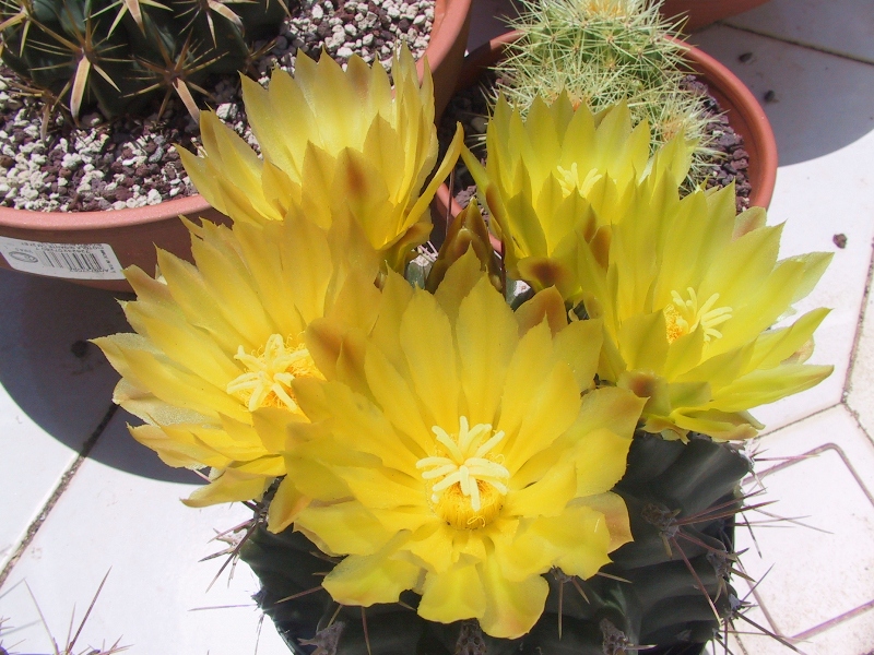 Ferocactus hamatacanthus cv. inermis 