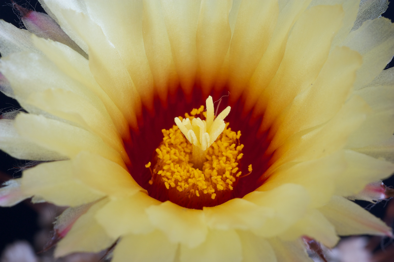 Astrophytum asterias x capricorne 