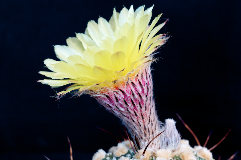 Astrophytum asterias x capricorne 