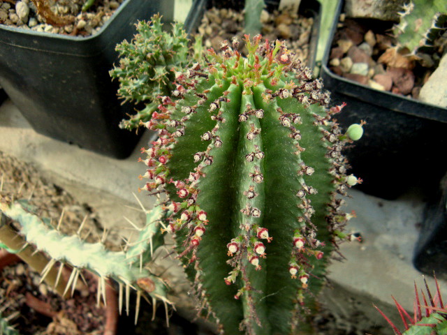 Euphorbia horrida 