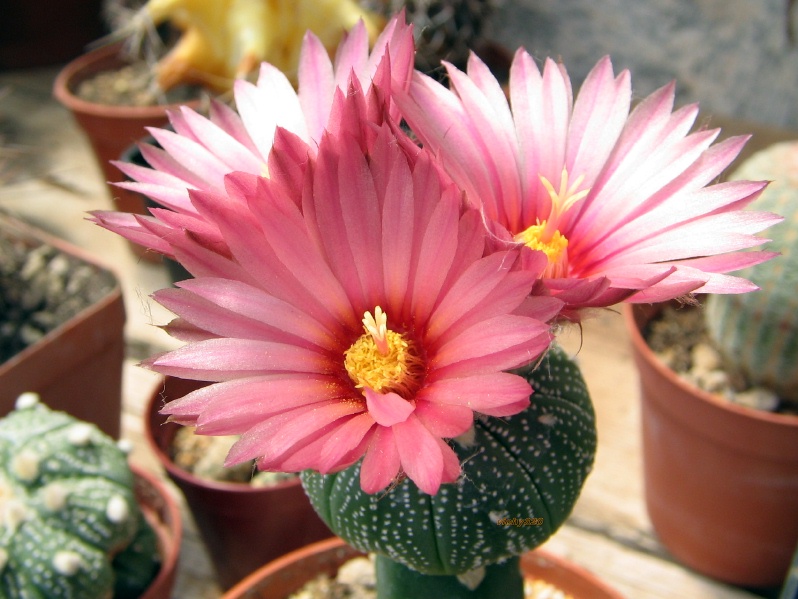 Astrophytum asterias cv. akabana 