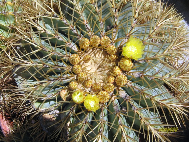 Ferocactus glaucescens 