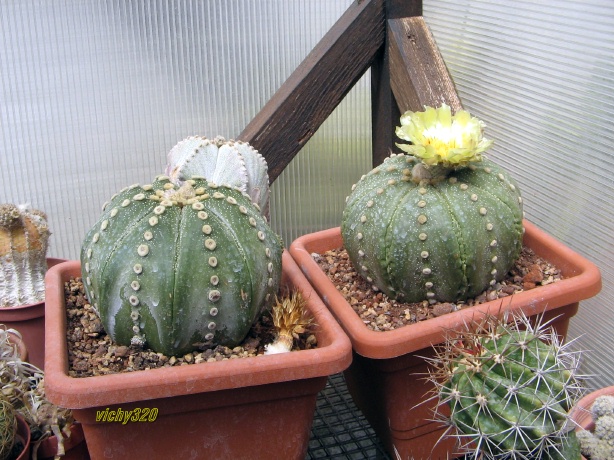 Astrophytum asterias 