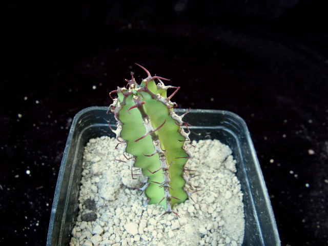Euphorbia scarlatina 