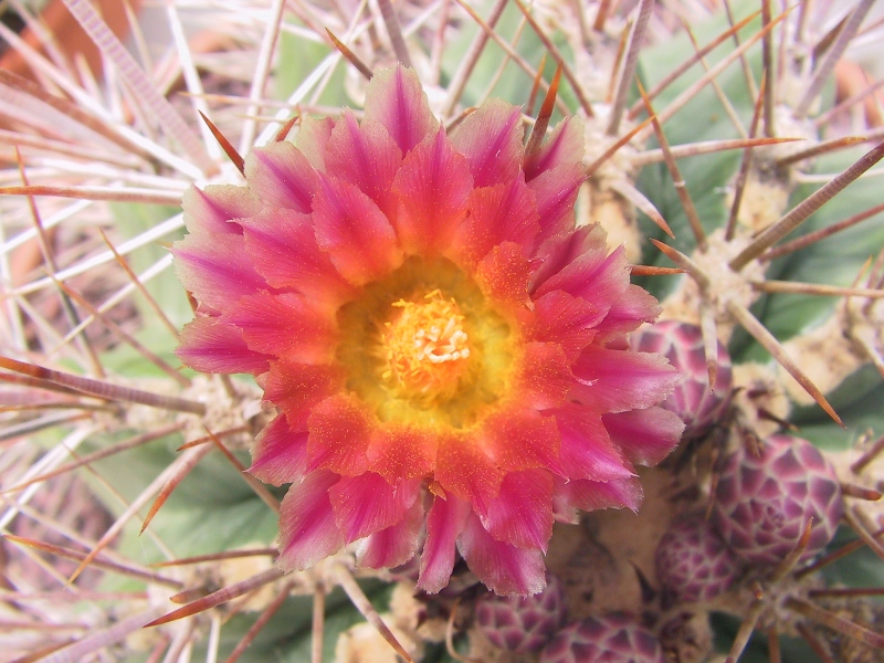 Ferocactus pottsii x viridescens 