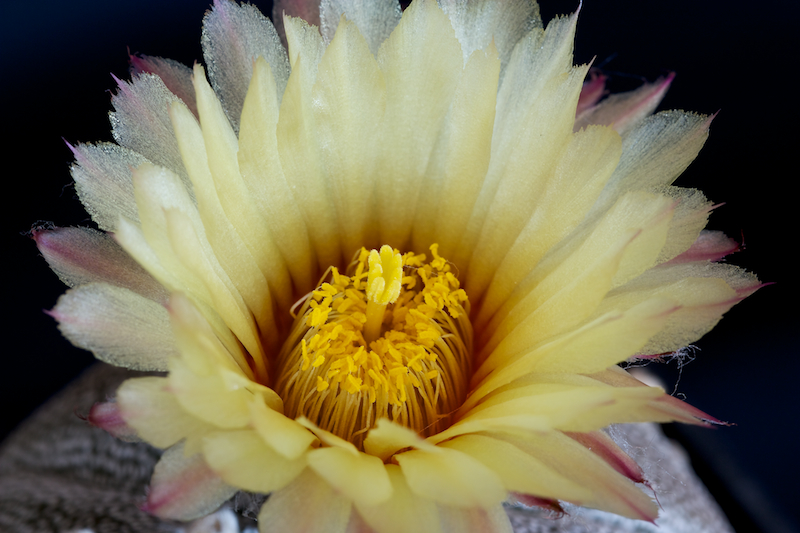 Astrophytum asterias x coahuilense 