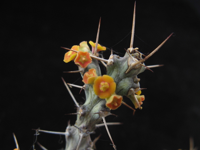 Euphorbia godana 