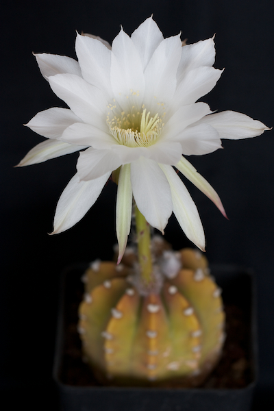 Echinopsis subdenudata 