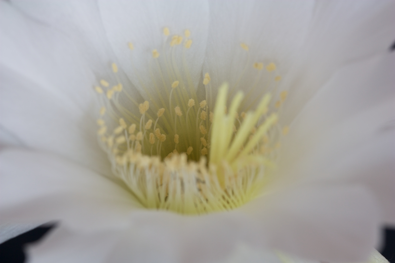 Echinopsis subdenudata 