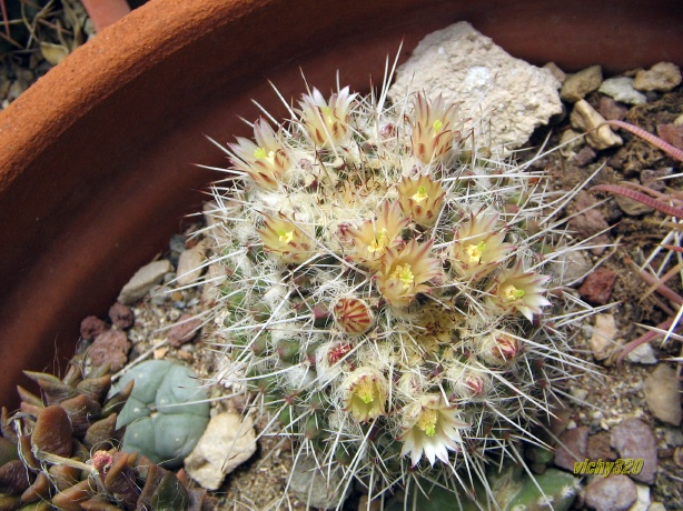 Mammillaria karwinskiana ssp. nejapensis 