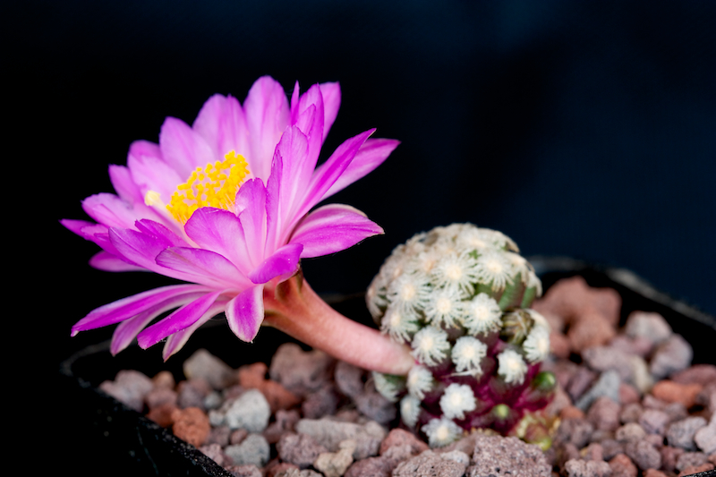 Mammillaria theresae 