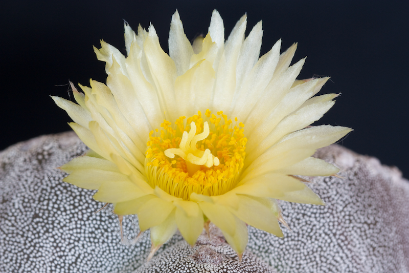 Astrophytum myriostigma f. tricostatum 