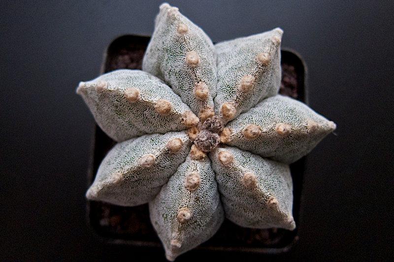 Astrophytum myriostigma x ornatum 