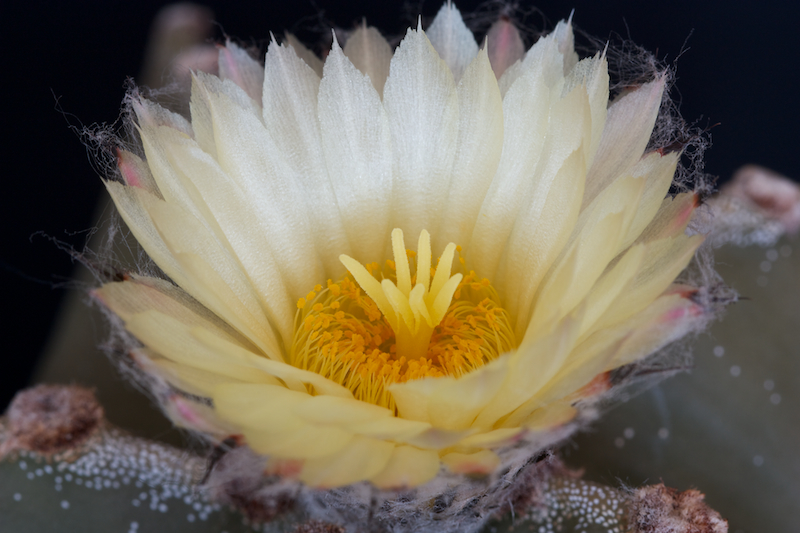 Astrophytum myriostigma v. nudum 