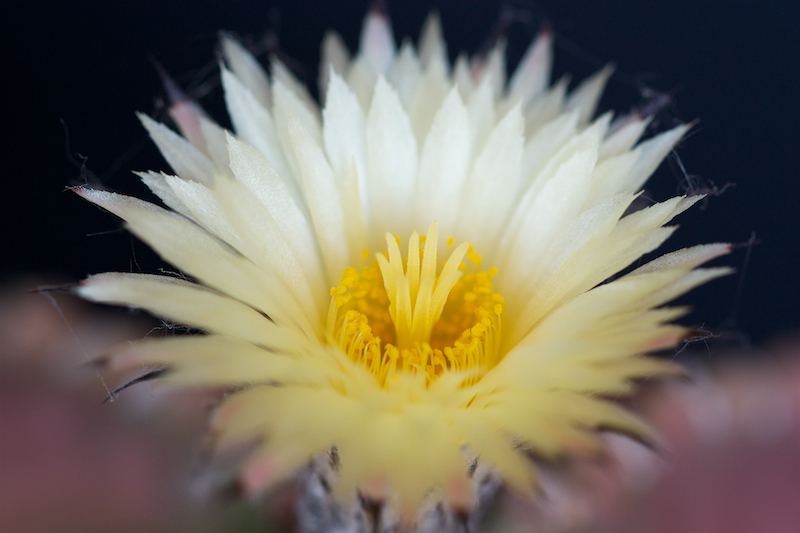 Astrophytum myriostigma v. nudum 