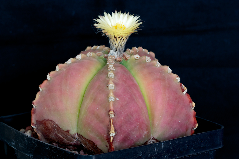 Astrophytum myriostigma v. nudum 