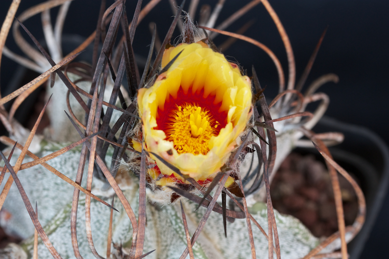 Astrophytum capricorne v. niveum 